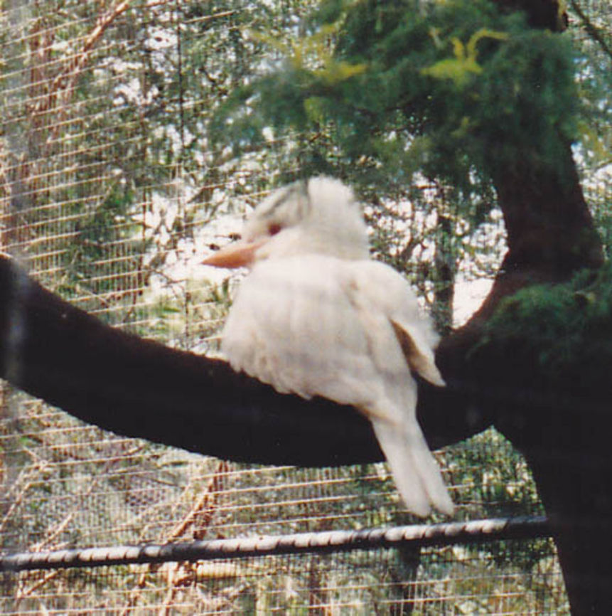 Kookaburra (Albino) The Albino gene in Kookaburras is rare.  They would not survive in the wild for long. Not my best effort for a photo but was overcome by the bird itself, in Australia we can see a lot of Kookaburras but when you are able to see this amazing bird WOW. Dacelo novaeguineae,Laughing Kookaburra