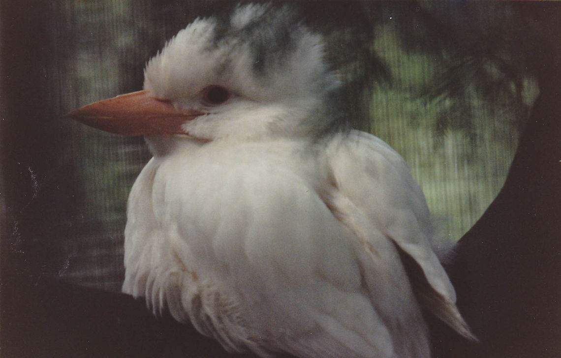 Kookaburra (Albino)  Australia,Dacelo novaeguineae,Geotagged,Laughing Kookaburra