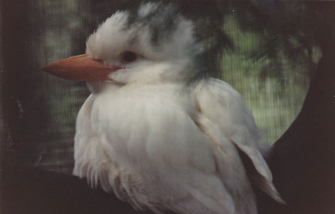 Kookaburra (Albino)  Australia,Dacelo novaeguineae,Geotagged,Laughing Kookaburra