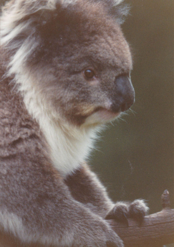 Koala  Koala,Phascolarctos cinereus