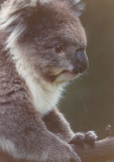 Koala  Koala,Phascolarctos cinereus