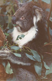 Koala  Koala,Phascolarctos cinereus