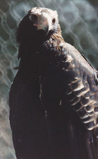 Wedge tailed Eagle  Aquila audax,Wedge-tailed eagle