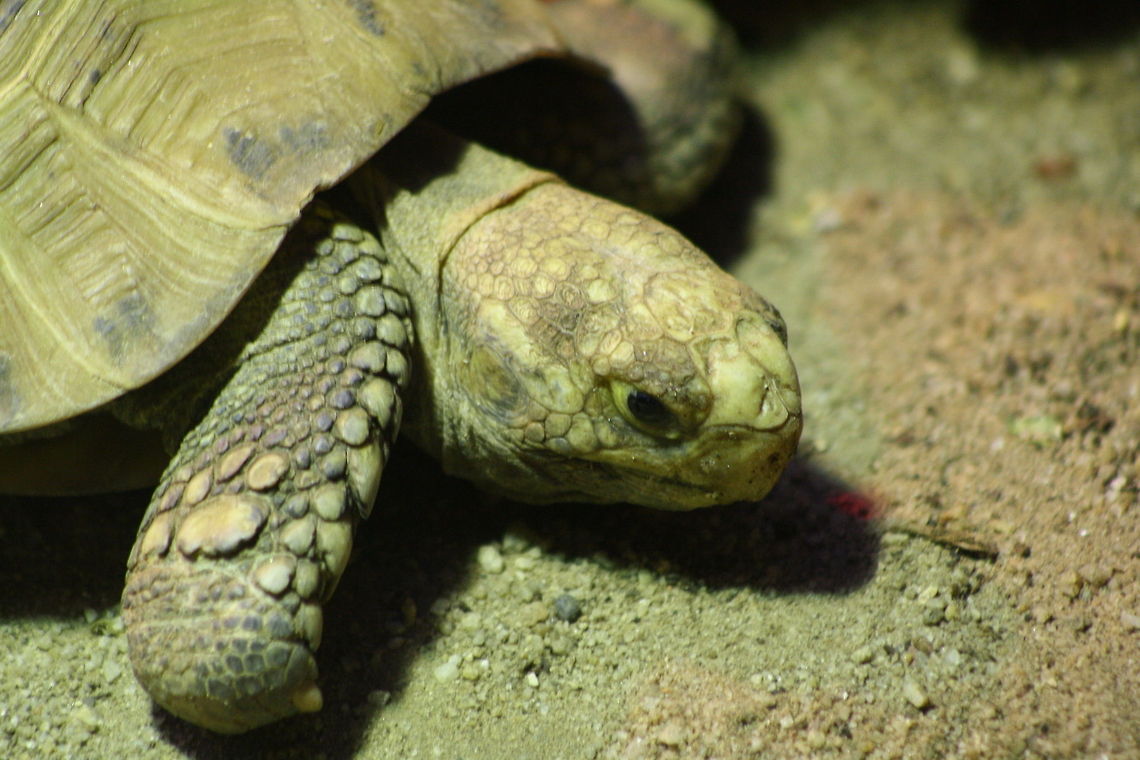 Elongated Tortoise closeup  Elongated Tortoise,Indotestudo elongata