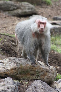 Hamadryas_Baboon  Hamadryas baboon,Papio hamadryas