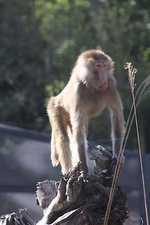 Hamadryas_Baboon  Hamadryas baboon,Papio hamadryas