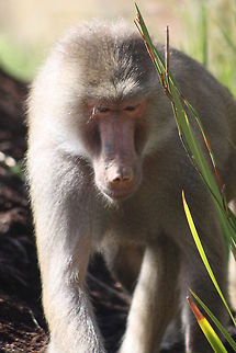 Hamadryas_Baboon  Hamadryas baboon,Papio hamadryas