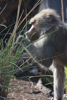 Hamadryas_Baboon  Hamadryas baboon,Papio hamadryas
