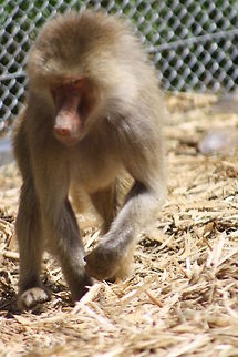 Hamadryas_Baboon  Hamadryas baboon,Papio hamadryas