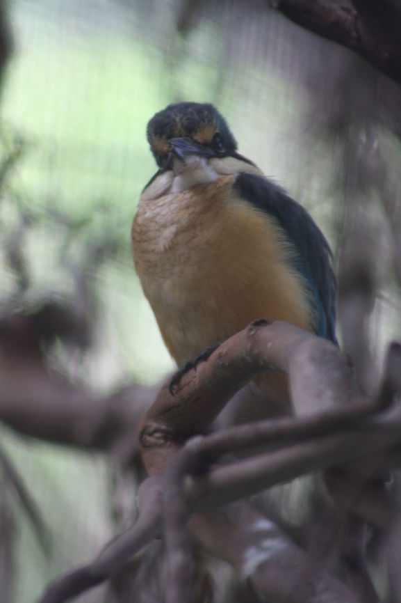 Grey Butcherbird The Grey Butcherbird along with other Butcherbirds get their name by the way they treat their catch.  As with Butchers (person) they hang their catch in the fork of trees and pull it apart, the main problem is they have a short memory and forget where they hang their catch so you end up with bodies hanging everywhere. Cracticus torquatus,Grey Butcherbird