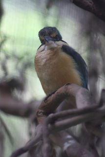 Grey Butcherbird The Grey Butcherbird along with other Butcherbirds get their name by the way they treat their catch.  As with Butchers (person) they hang their catch in the fork of trees and pull it apart, the main problem is they have a short memory and forget where they hang their catch so you end up with bodies hanging everywhere. Cracticus torquatus,Grey Butcherbird
