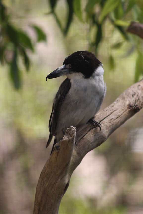Grey_Butcherbird  Cracticus torquatus,Grey Butcherbird
