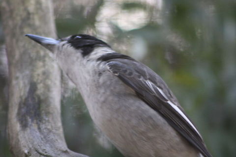Grey_Butcherbird  Cracticus torquatus,Grey Butcherbird