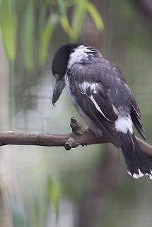 Grey_Butcherbird  Cracticus torquatus,Grey Butcherbird