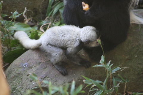Black_White_Colobus baby As you can see the babies are born white so that they match in with mothers coat.  From 6 months on they turn to the colour of the parent. Mother nature is amazing Colobus guereza,Mantled guereza