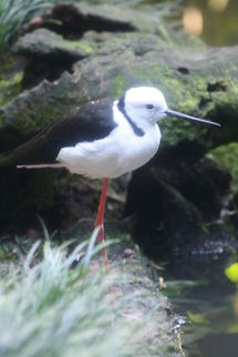 Black and White Stilt or Black-winged Stilt  Black-winged Stilt,Himantopus himantopus
