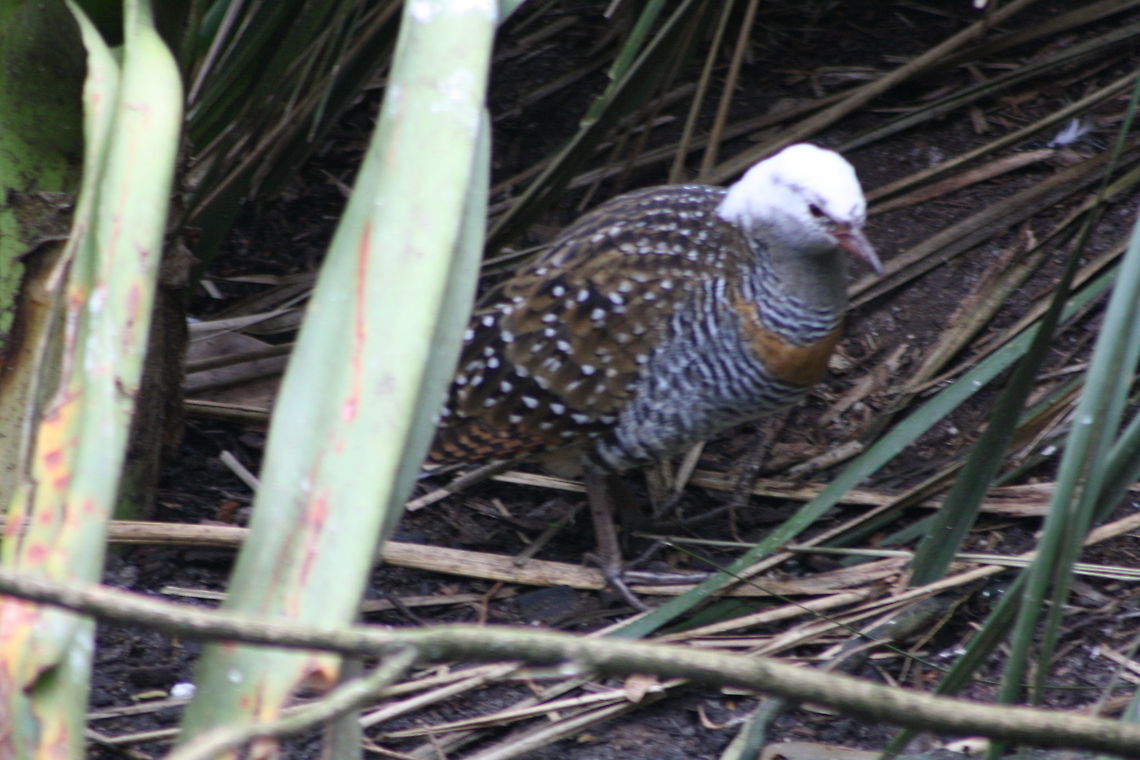 Buff_-_banded_Rail  Buff-banded Rail,Gallirallus philippensis