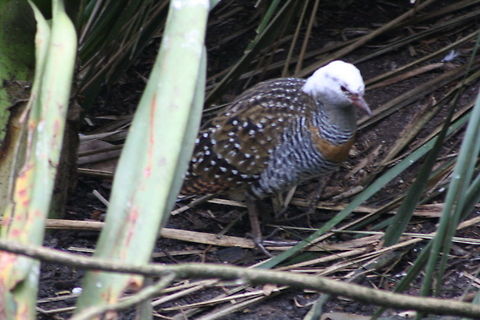 Buff_-_banded_Rail  Buff-banded Rail,Gallirallus philippensis
