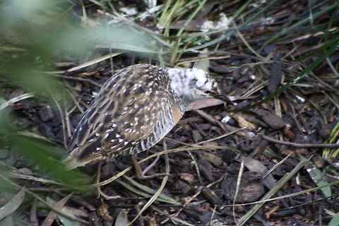 Buff-banded_Rail  Buff-banded Rail,Gallirallus philippensis