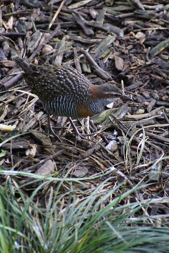 Buff_-_banded_Rail They can live on the fringes rainforest: rank vegetation in swamps, marshes, creeks, scrubby woodlands, healthland, brackish swamps.  Found mainly around coastal areas around Australia also Lord Howe Island, PNG, Philippines, Cocos-Keeling Is, many Pacific Is and New Zealand. Buff-banded Rail,Gallirallus philippensis