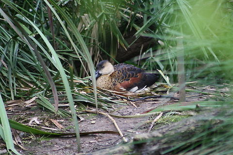 Wandering Whistling Duck  Dendrocygna arcuata,Wandering Whistling Duck