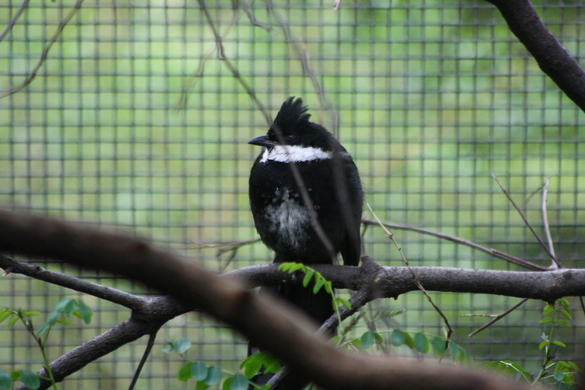Eastern Whip Bird They live in rainforests, wetter eucalypt forests/woodlands, coastal scrubs, blackberries, braken, lantana, overgrown gardens. The male voice is long, explosive whipcrack instantly answered by female with &#039;choo-choo&#039;.  They are found down the east coast of Australia. Eastern Whipbird,Psophodes olivaceus