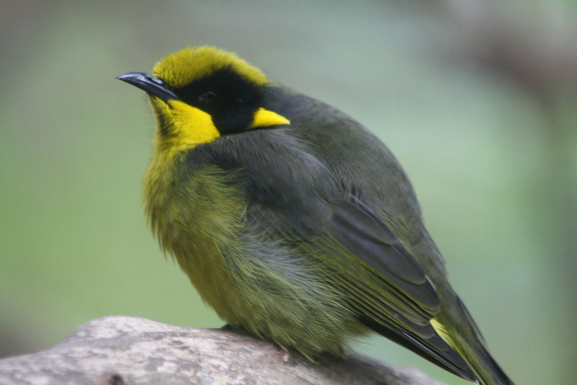 Helmeted Honeyeater  Helmeted Honeyeater,Lichenostomus melanops cassidix