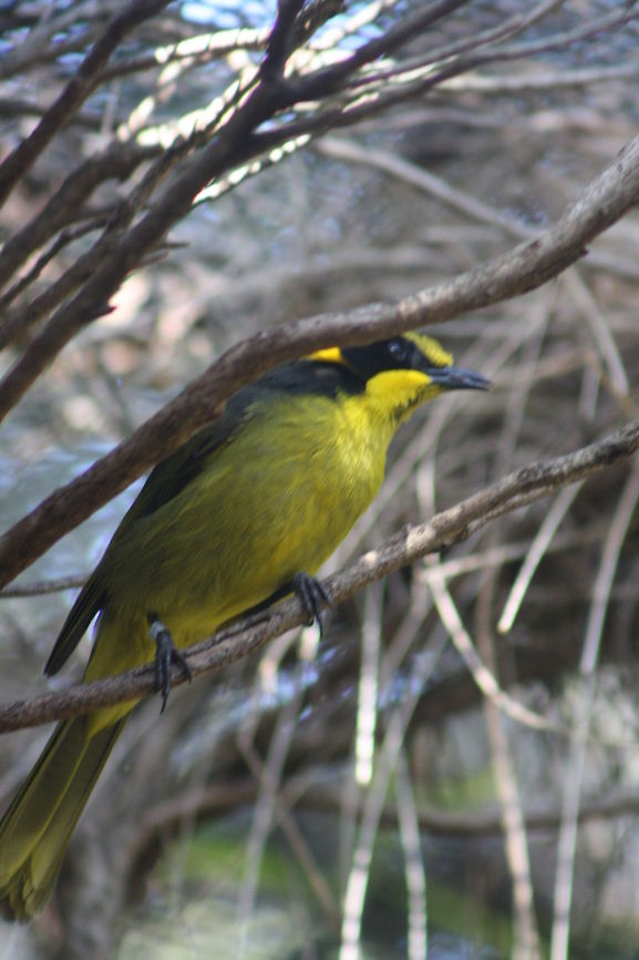 Helmeted_Honeyeater  Helmeted Honeyeater,Lichenostomus melanops cassidix