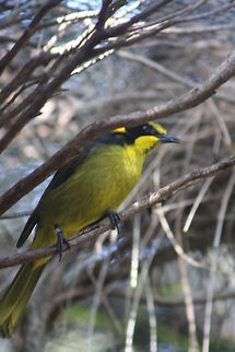Helmeted_Honeyeater  Helmeted Honeyeater,Lichenostomus melanops cassidix