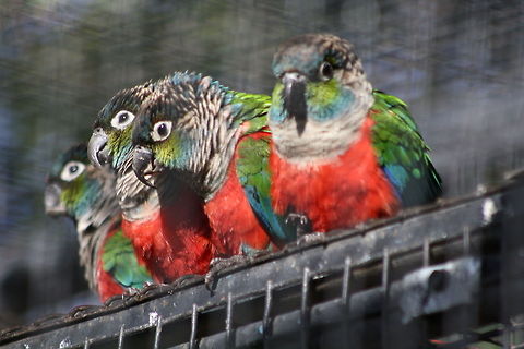 Crimson Breasted Conure or Crimson Bellied Conure  Crimson-bellied Parakeet,Pyrrhura perlata