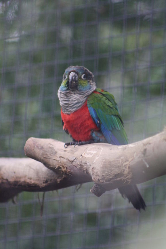 Crimson Breasted Conure or Crimson Bellied Conure these birds come from South America in forests in the South-central Amazon basin in Brazil and Bolivia.  Crimson-bellied Parakeet,Pyrrhura perlata