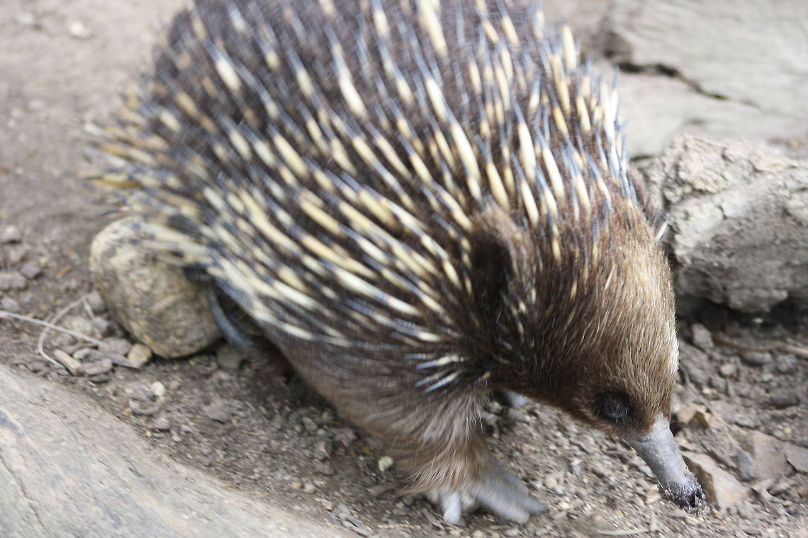 Short-beaked Echidna  Short-beaked echidna,Tachyglossus aculeatus