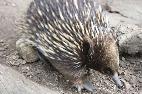 Short-beaked Echidna  Short-beaked echidna,Tachyglossus aculeatus