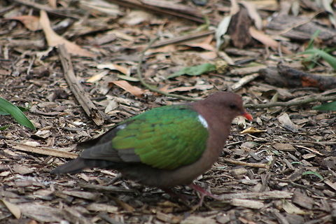 Emerald Dove  Chalcophaps indica,Common Emerald Dove