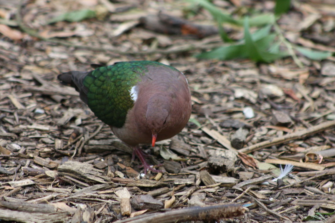 Emerald Dove  Chalcophaps indica,Common Emerald Dove