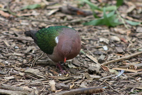 Emerald Dove  Chalcophaps indica,Common Emerald Dove