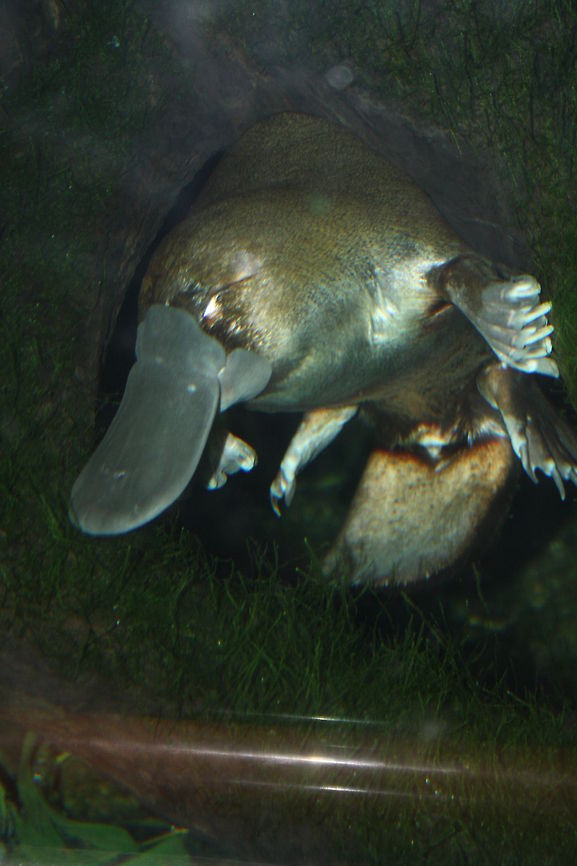 Platypus  Ornithorhynchus anatinus,Platypus