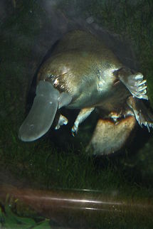 Platypus  Ornithorhynchus anatinus,Platypus