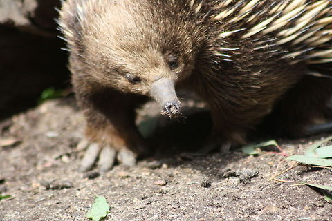 Short-beaked Echidna  Short-beaked echidna,Tachyglossus aculeatus