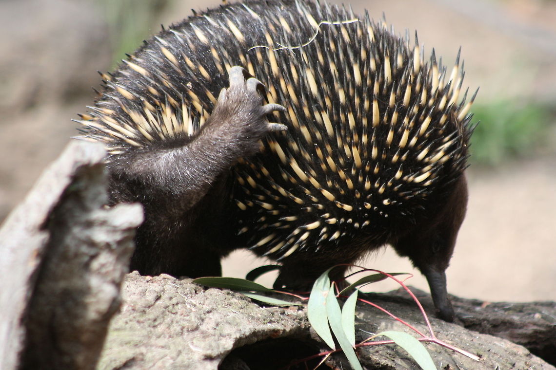 Short-beaked Echidna scratch carefully  Short-beaked echidna,Tachyglossus aculeatus