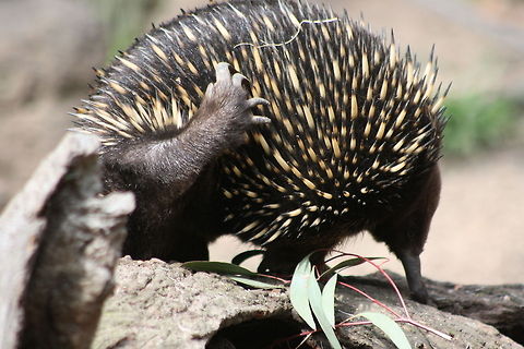 Short-beaked Echidna scratch carefully  Short-beaked echidna,Tachyglossus aculeatus