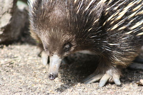 Short-beaked Echidna  Short-beaked echidna,Tachyglossus aculeatus