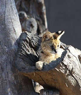Serval  Leptailurus serval,Serval