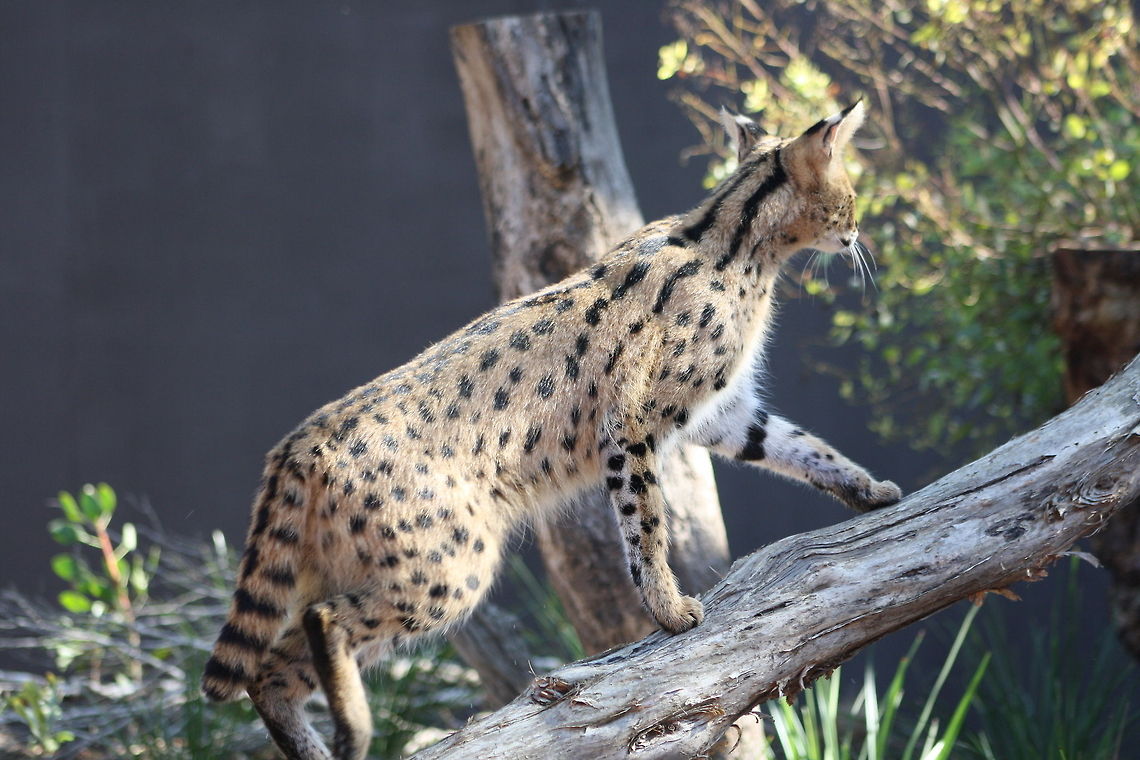 Serval  Leptailurus serval,Serval