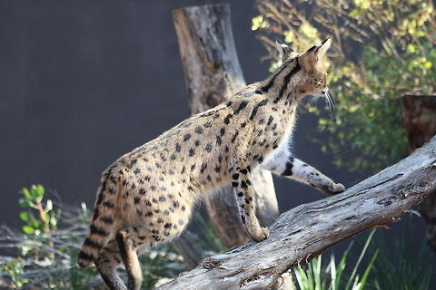 Serval  Leptailurus serval,Serval