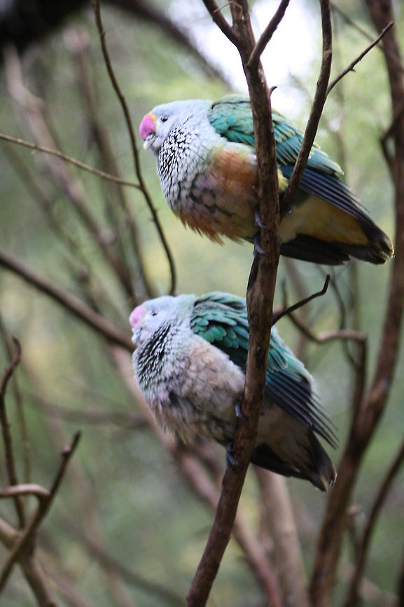 Rose-crowned_Fruit_Dove  Ptilinopus regina,Rose-crowned Fruit Dove