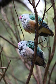 Rose-crowned_Fruit_Dove  Ptilinopus regina,Rose-crowned Fruit Dove