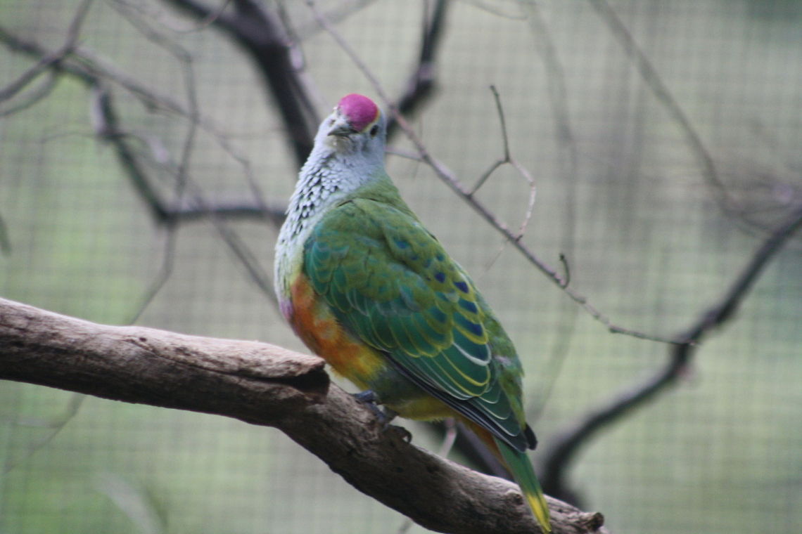 Rose-crowned_Fruit_Dove  Ptilinopus regina,Rose-crowned Fruit Dove