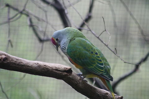 Rose-crowned_Fruit_Dove  Ptilinopus regina,Rose-crowned Fruit Dove