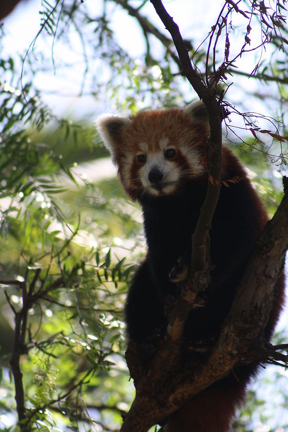 Red_Panda  Ailurus fulgens,Red panda